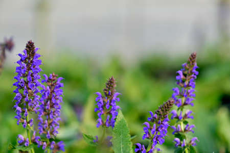 Plant flowersの写真素材