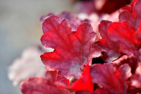 Plant flowers