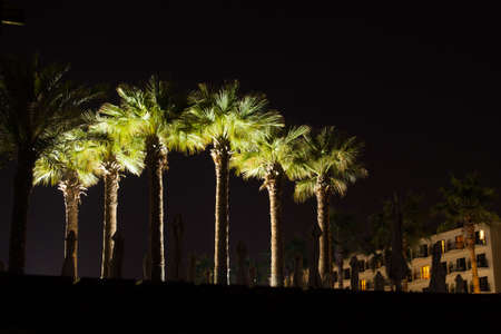 Group of palm trees at night lighted up nicelyの写真素材