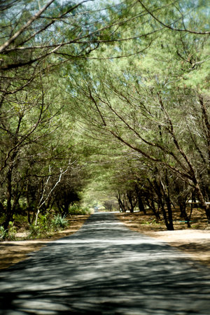 road in the middle of a view of dense tree branches, lushの写真素材