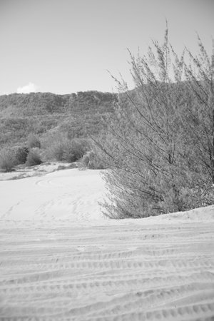 black and white photo of desert sand on hills with sea pine plantsの写真素材