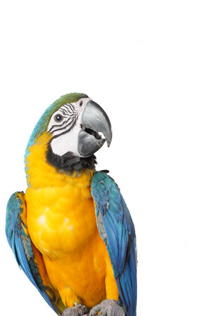 colorful parrot isolated on white background (2)の写真素材