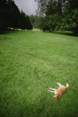 a dog sleep in a green grass field, relaxの写真素材