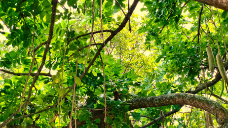 lush tree branches with green leavesの写真素材