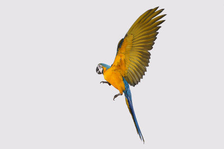 colorful parrots fly with their wings isolated on white backgroundの写真素材