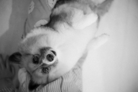 cute dog relaxing while lying downの写真素材