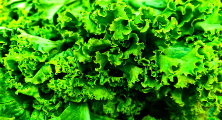 pile of fresh green curly lettuce vegetablesの写真素材