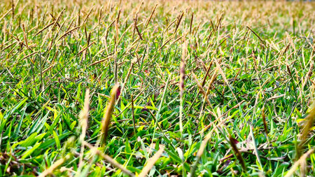 green grass plants, meadowの写真素材