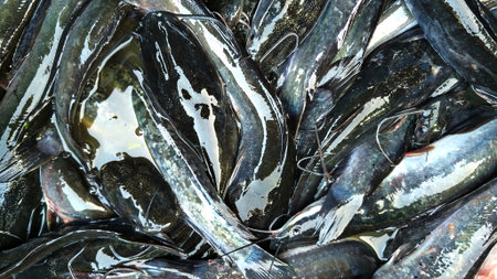 pile of fresh catfish, animal, foodの写真素材