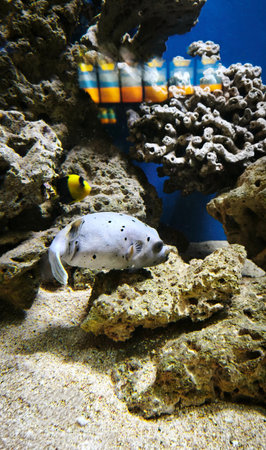 rare fish in the aquarium