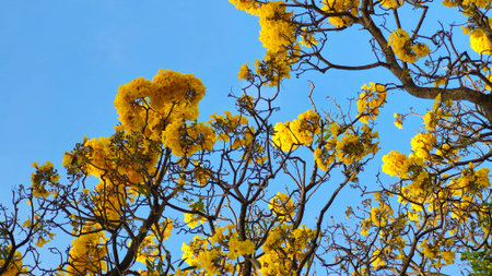 Beautiful yellow flower plants bloom with their branches under the blue sky (4)