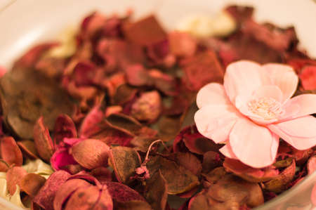 flowersの写真素材