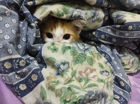 Cute little orange kitten hiding under the blanket in the bed. Cute pet.