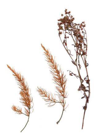 Collection of dried plants isolated on a white background.の写真素材