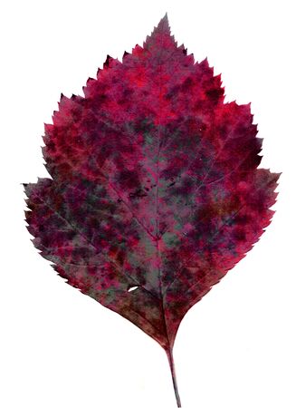 One autumn leaf isolated on a white background.
