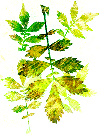 Abstract watercolor background handmade branch plant.の写真素材