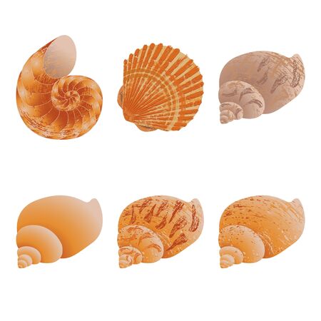 Vector set of six seashells. In brown tones