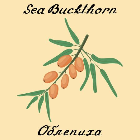 Sea buckthorn.In English and Russian texts. Eco Friendly. For labels,online stores. Natural cosmetic. Bio products. Food, spicesのイラスト素材