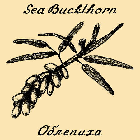 Sea buckthorn.  In English and Russian texts. Eco Friendly. For labels, online stores. Natural cosmetic. Bio products. Food, spicesのイラスト素材