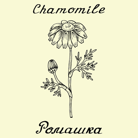 Chamomile .English and Russian texts. Eco Friendly. For labels, online stores. Natural cosmetic. Bio products. Botanical sketchのイラスト素材