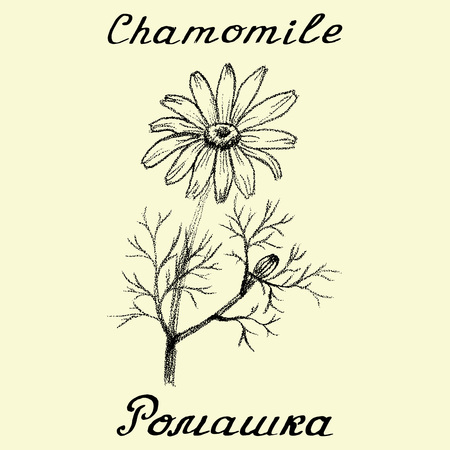 Chamomile . English and Russian texts. Eco Friendly. For labels,  online stores. Natural cosmetic. Bio products. Botanical sketchのイラスト素材