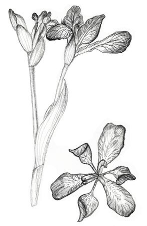 Iris flower drawing on white background. Fast pencil sketchの写真素材