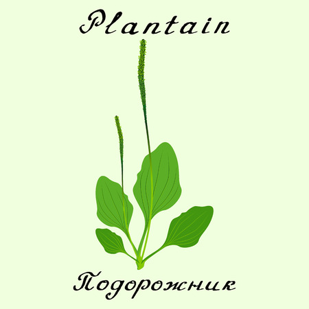 Plantain. drawing and lettering. English and Russian texts. Natural cosmetic. Medicinal plant. Print - decoration - image - design - label - wrappingのイラスト素材