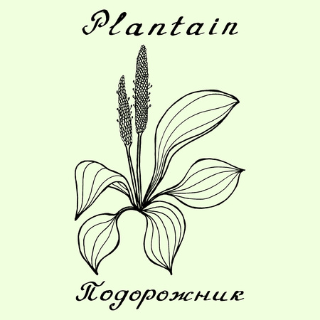 Plantain. Ink drawing and lettering. English and Russian texts. Natural cosmetic. Medicinal plant. Print - decoration - image - design - label - wrappingのイラスト素材