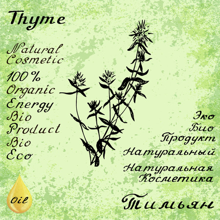 thyme illustration. Botanical drawing. Pencil drawing. Inscriptions in English and Russian languages. Natural products, bio, organicのイラスト素材