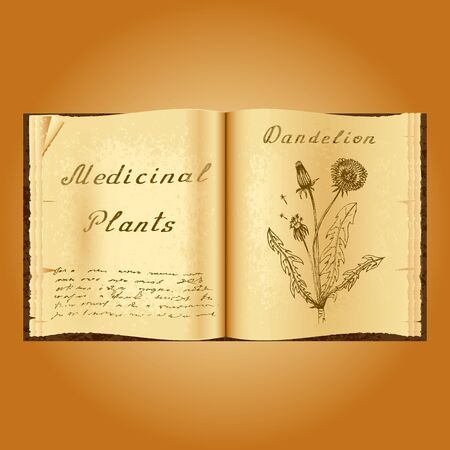 Dandelion. Botanical illustration. Medical plants. Old open book herbalist. Grunge background. Vector illustrationのイラスト素材