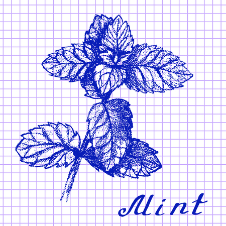 Mint. Botanical drawing on exercise book background. Vector illustration. Medical herbsのイラスト素材