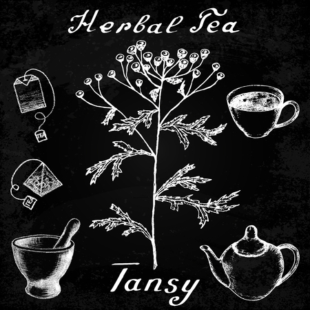 Tansy hand drawn sketch botanical illustration. Vector drawing. Herbal tea elements - cup, teapot, kettle, tea bag, bag, mortar and pestle. Medical herbs. Lettering in English. Effect chalk boardのイラスト素材