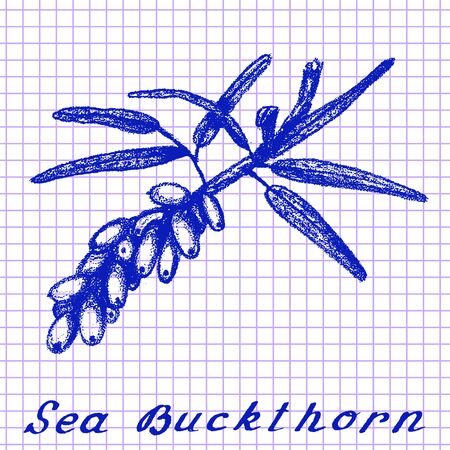 Sea buckthorn. Botanical drawing on exercise book background. Vector illustration. Medical herbsのイラスト素材