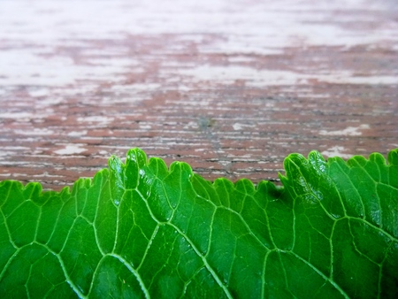 Green leave on the old wooden.の写真素材