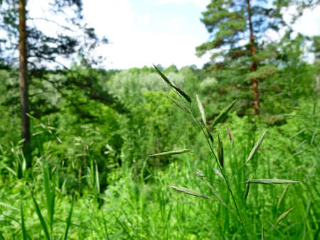 Blade of grass on a blurred background. Summer forest landscape. Place for your text. For cosmetics,...