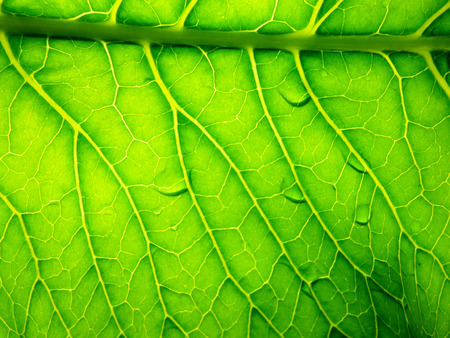 Background in the form of green leaf closeup. The sun shines through the sheet. For medicine,...