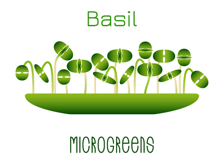 Microgreens Basil. Sprouts in a bowl. Sprouting seeds of a plant. Vitamin supplement, vegan foodのイラスト素材