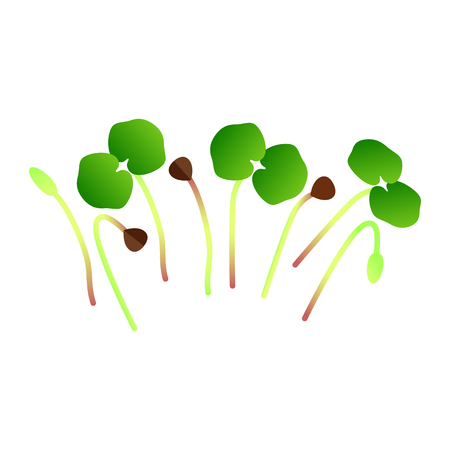 Microgreens Buckwheat. Bunch of plants. Vitamin supplement, vegan foodのイラスト素材