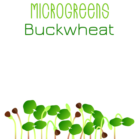 Microgreens Buckwheat. Seed packaging design. Sprouting seeds of a plant. Vitamin supplement, vegan foodのイラスト素材
