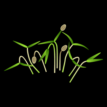 Microgreens Dill. Bunch of plants. Vitamin supplement, vegan food. Black backgroundのイラスト素材