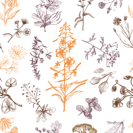 Medicinal herbs seamless pattern orange and brown.の写真素材