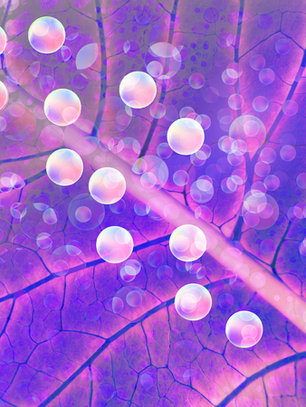 Background in the form of purple leaf closeup.の写真素材