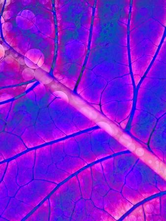 Background in the form of purple leaf closeup. For medicine, treatment, health, cosmetics, natural...
