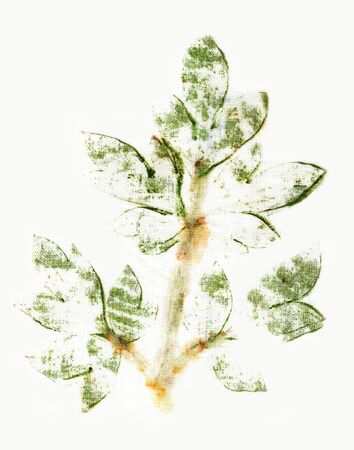 Plant prints on fabrics. Ecoprint. Coloring of fabric with the juice of plantsの写真素材