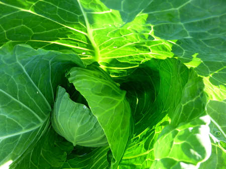 White cabbage on the farm begins to create a head of cabbage.