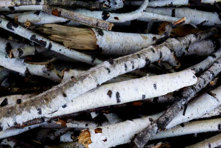 Thin birch branches, chopped wood, for a fireの写真素材