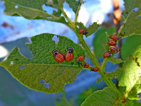 Colorado potato beetle on potato leaves, potato bug, Insect pests