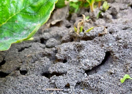 Anthill in the ground. Burrows in the ground, dug by ants.