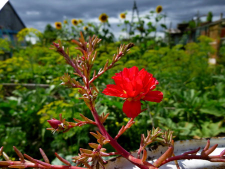 Purslane red plant with scientific name Portulaca grandifloraの写真素材