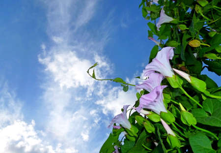 European bindweed, corn lily, Convolvulus arvensis blooms on garden
